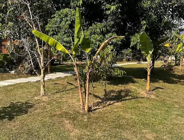 הגינה הטרופית של Cosy Garden Khao Sok